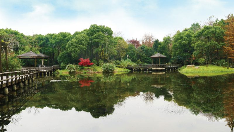 屋顶种植基质：选择与养护之道