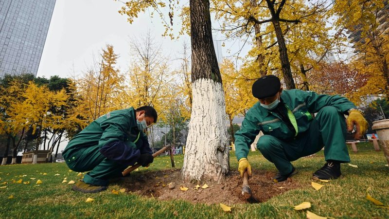 垂直绿化植物墙：打造城市绿色新景观**